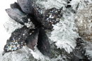 Черная пуансетия на черной елке SNOW QUEEN 
